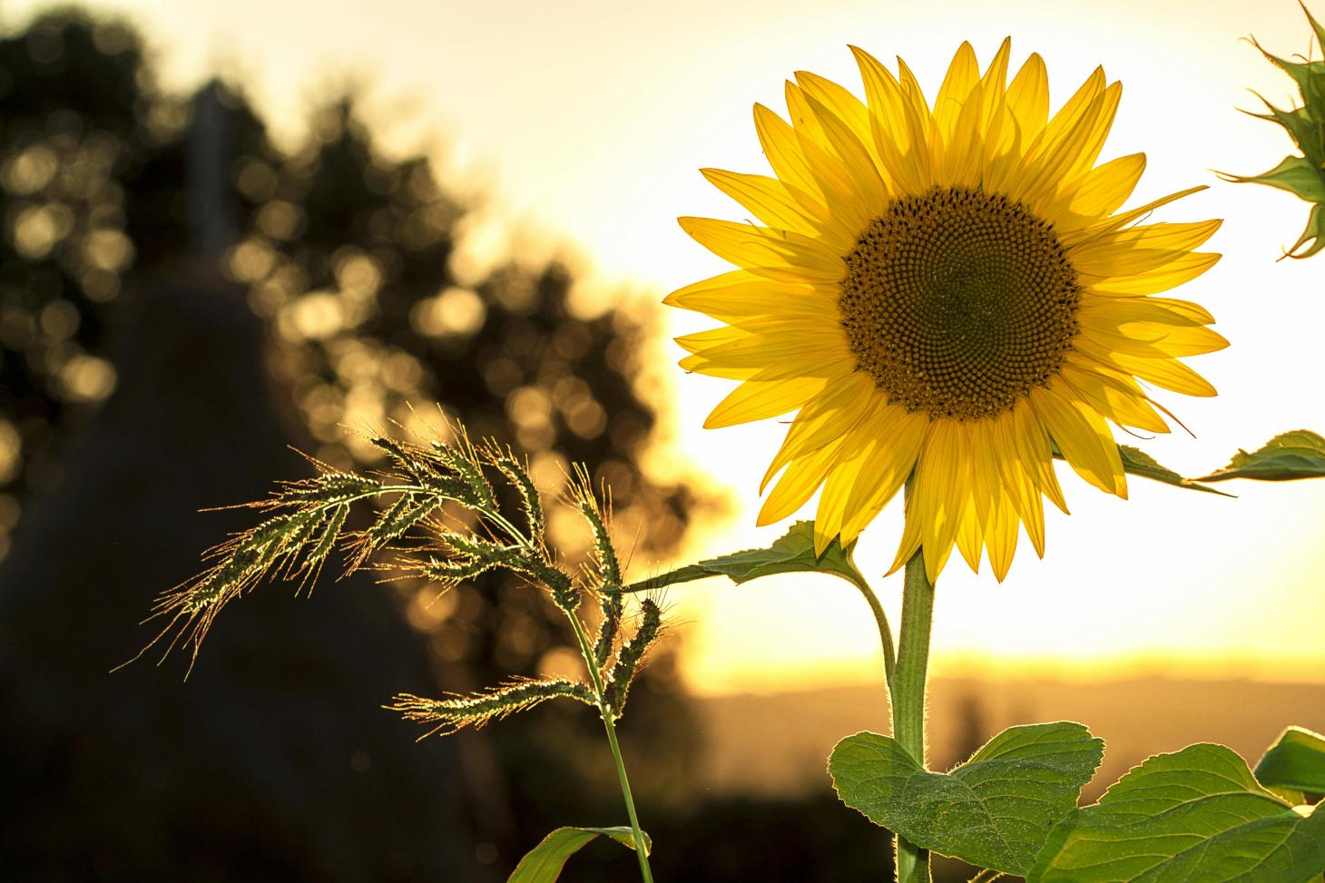 a sunflower in front of a sunrise