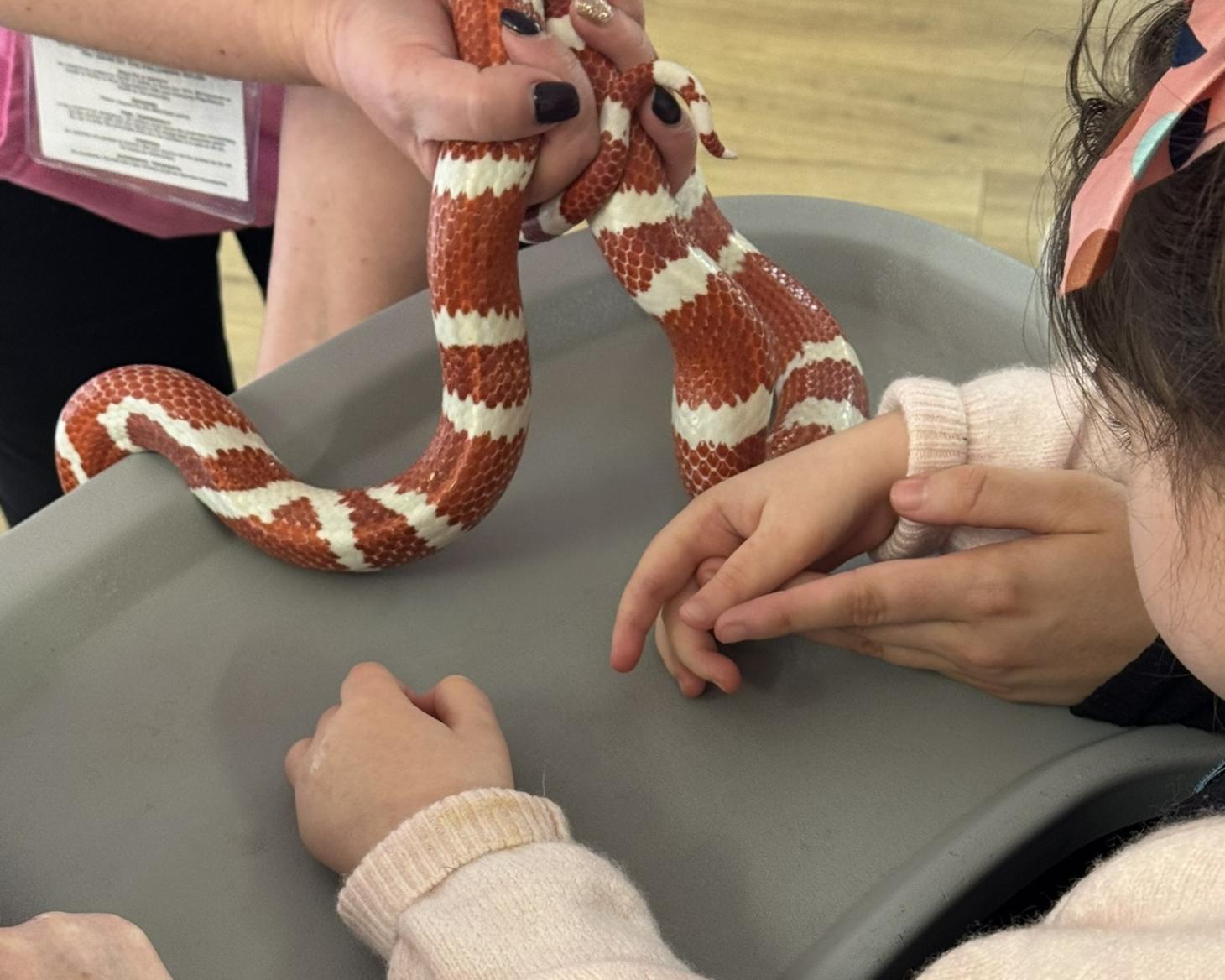child's hand touching a snake